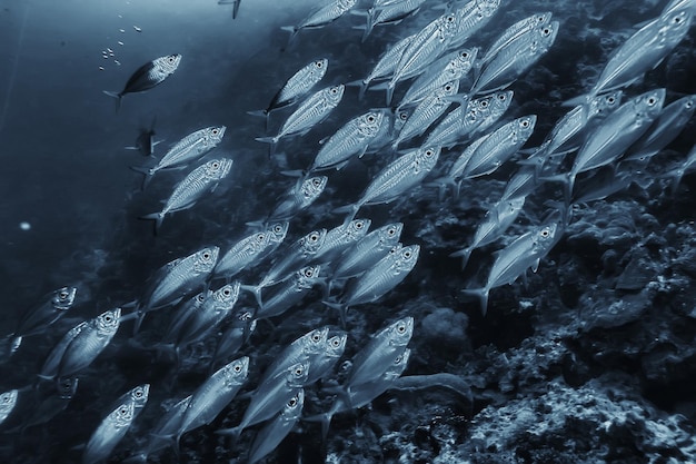 groupe de poissons blancs noirs / conception d'affiches de nature sous-marine