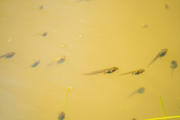 Un groupe de poissons dans une eau sale