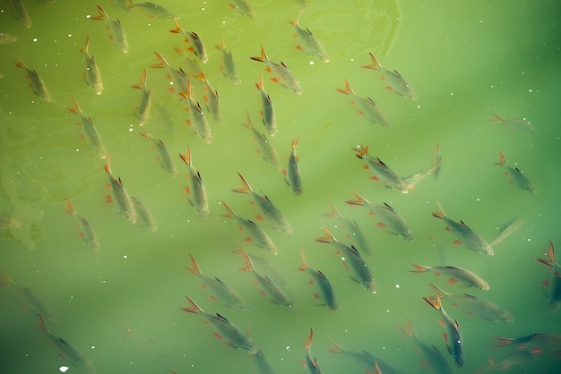 Groupe de poissons dans les hauts-fonds clairs du lac