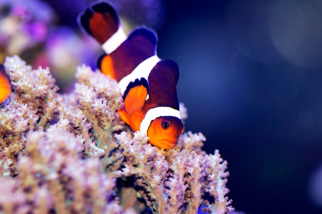 Photo un groupe de poissons dans une mer de fleurs violettes.