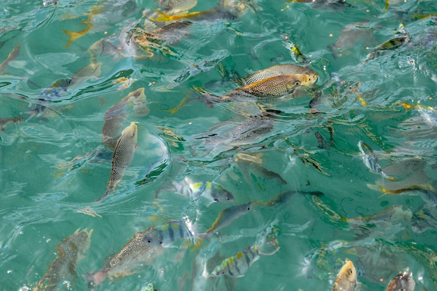 Groupe de poissons dans la mer regarde sur le bateau à la Thaïlande