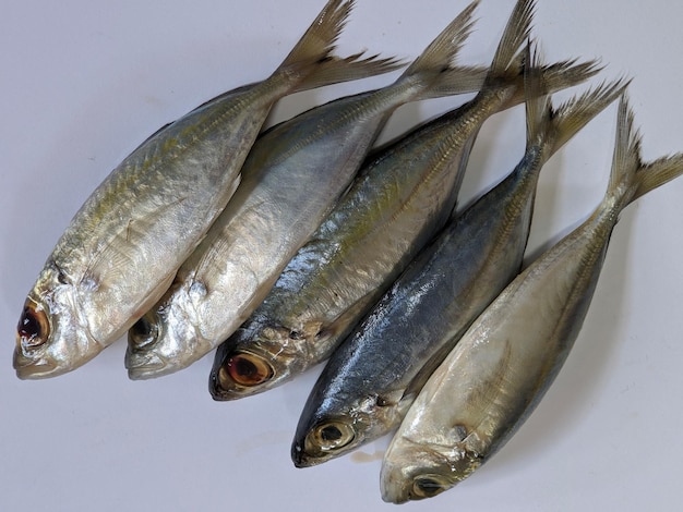 Photo un groupe de poissons sur fond isolé