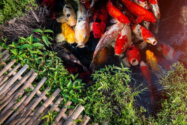 Groupe De Poissons Koi Nageant.