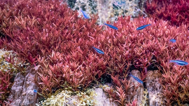 Groupe de poissons tetra au néon nageant dans aqua scape planté aquarium tropical