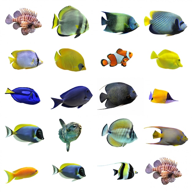 groupe de poissons tropicaux