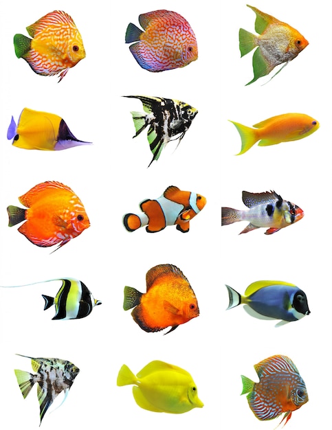 groupe de poissons tropicaux