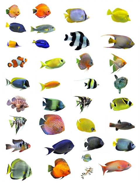 Photo groupe de poissons tropicaux
