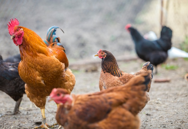 Groupe de poules rouges et noires en bonne santé et grand coq brun à l'extérieur dans un parc à volailles par une belle journée ensoleillée.