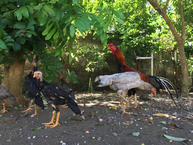 un groupe de poulets jouant dehors