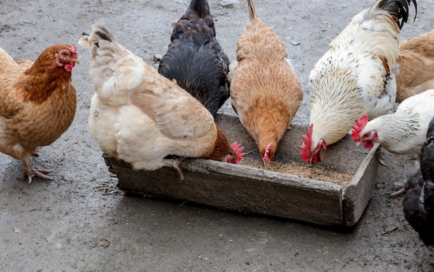 Un groupe de poulets en liberté mangeant à l'extérieur dans une ferme