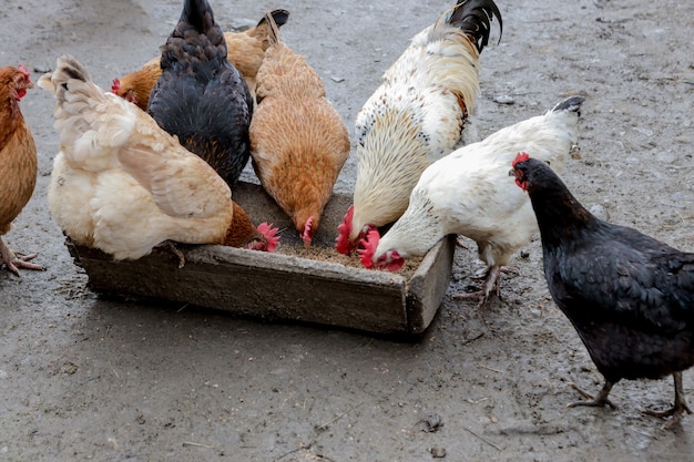 Un groupe de poulets en liberté mangeant à l'extérieur dans une ferme