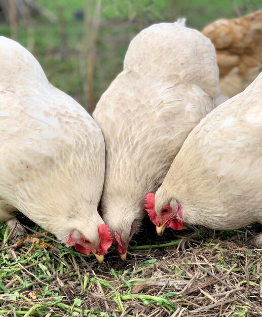 Un groupe de poulets mange de l'herbe et l'un a un bec rouge.