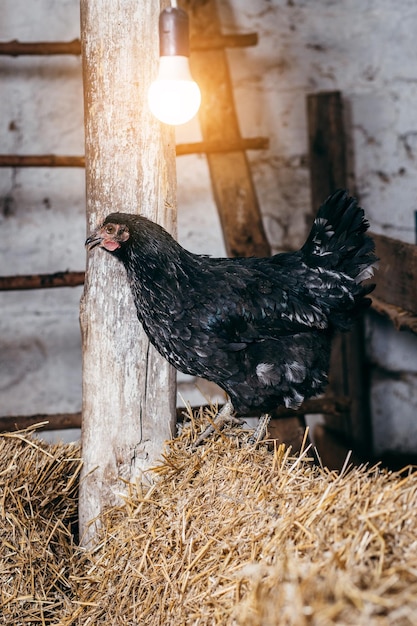 Groupe de poulets en poulailler