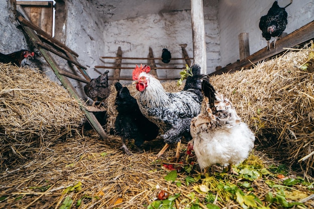 Groupe de poulets en poulailler