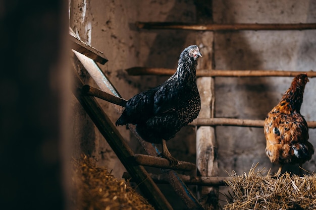 Groupe de poulets en poulailler