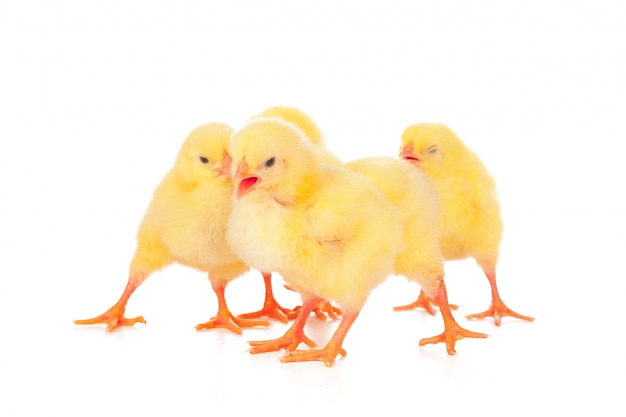 Groupe de poulets sur une surface blanche