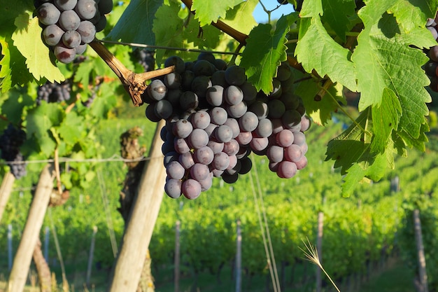 un groupe de raisins bleus de vin sur le fond d'un vignoble vert