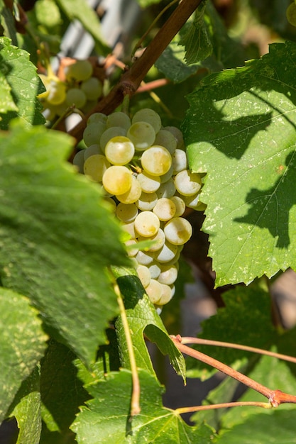 Groupe de raisins de vigne sur un vignoble