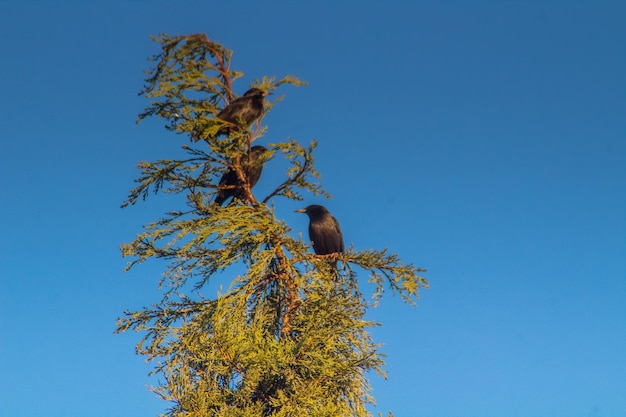 Groupe de rassemblement aérien d'oiseaux sansonnet commun au-dessus des arbres