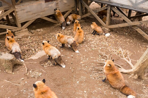 Groupe de renard en attente de nourriture