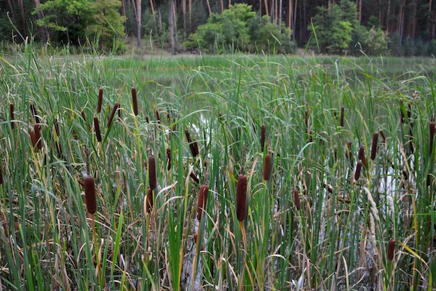 groupe de roseaux poussant au bord du lac, gros plan