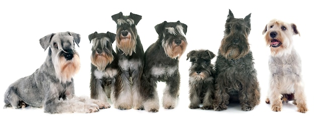 groupe de Schnauzer