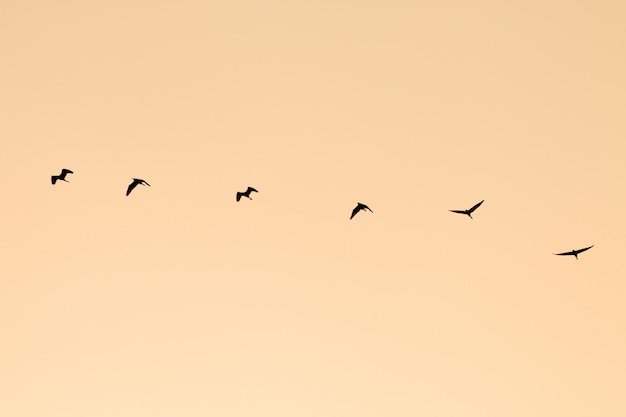 Groupe de silhouette d'oiseaux qui volent.