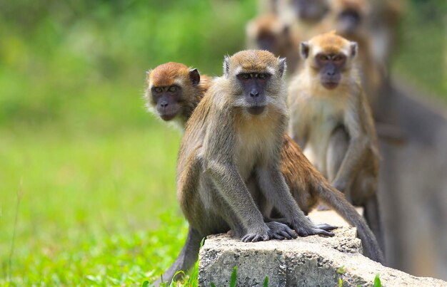 Un groupe de singes assis sur le mur.