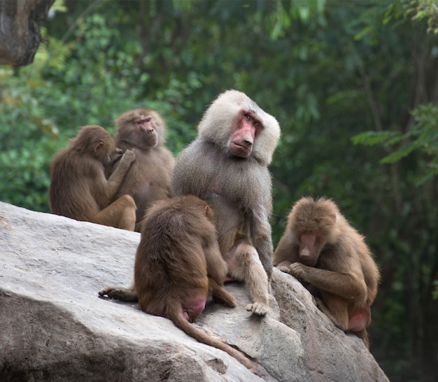 Groupe de singes babouin Hamadryas reposant sur un rocher