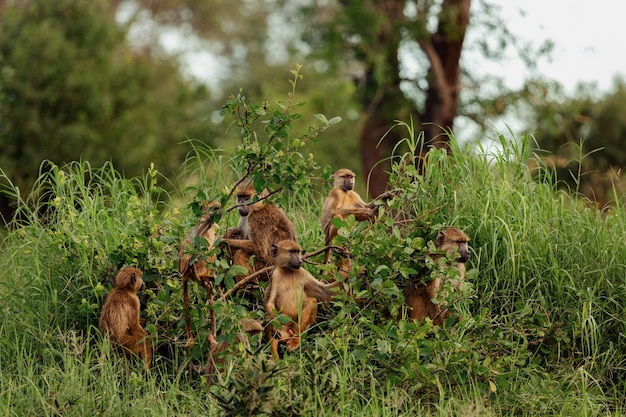 Un groupe de singes sont assis sur un buisson du parc national de Tsavo au Kenya