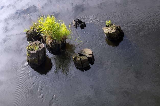 Groupe de souches une avec des cheveux verts épais d'herbe lavée par l'eau d'ondulation de la rivière