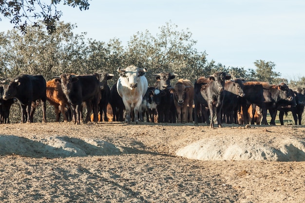 Groupe de taureaux, dans les pâturages d'Estrémadure en Espagne