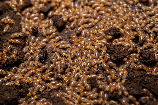 Un groupe de termites mangeant du bois