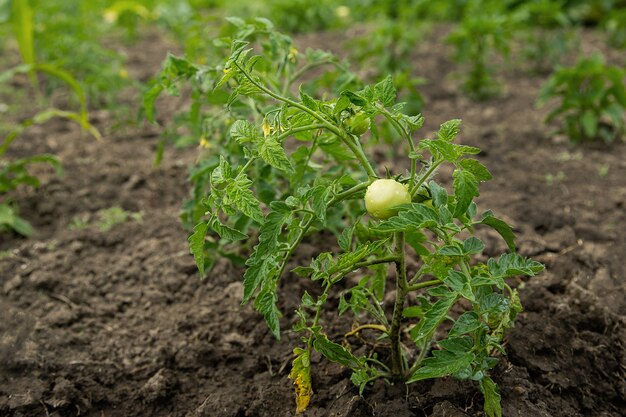 Groupe de tomates vertes sur la tige