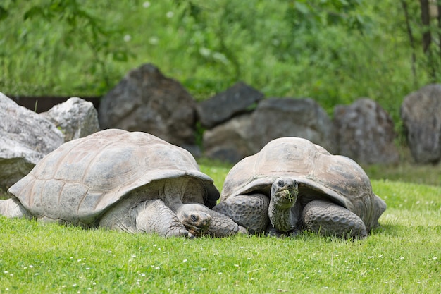 Groupe de tortues des Galapagos sauvages sur l'herbe verte