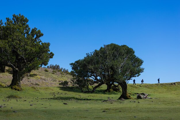 Groupe de touristes marchant près d'un arbre solitaire sur le chemin de randonnée