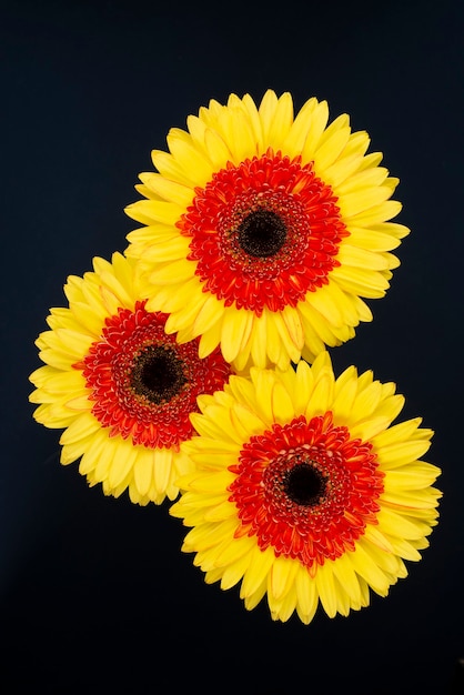 Groupe de trois fleurs de gerbera jaune et rouge