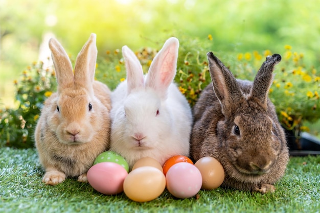 Un groupe de trois petits lapins mignons, trois lapins bruns et blancs, assis sur de l'herbe verte avec un bokeh naturel en arrière-plan avec de multiples œufs de Pâques colorés en détournant le regard.