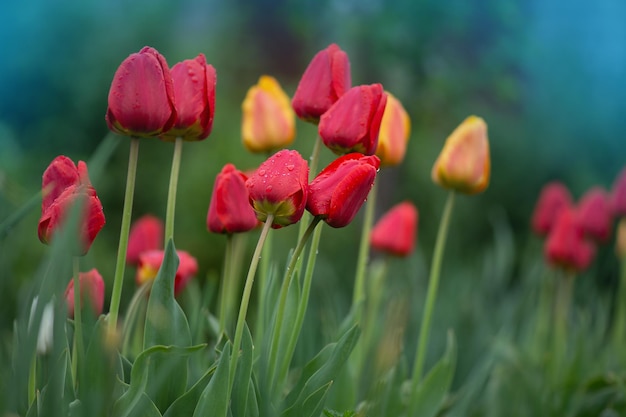 Groupe de tulipes colorées dans une belle prairie avec coucher de soleil