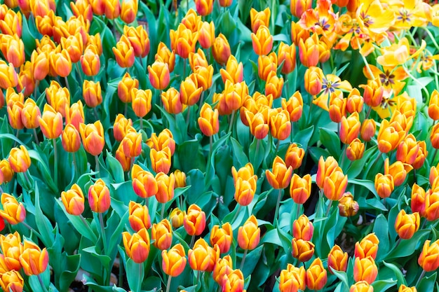 Groupe de tulipes colorées. Fond de tulipes à fleurs.