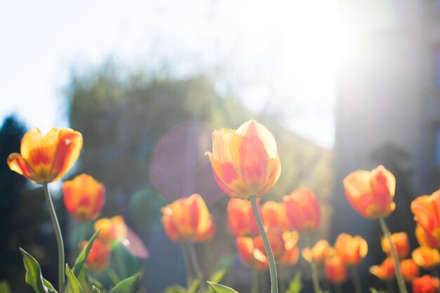 Groupe de tulipes colorées Tulipe fleur pourpre éclairée par la lumière du soleil Soft focus sélectif tulip close up
