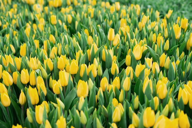 Groupe de tulipes jaunes sur le terrain