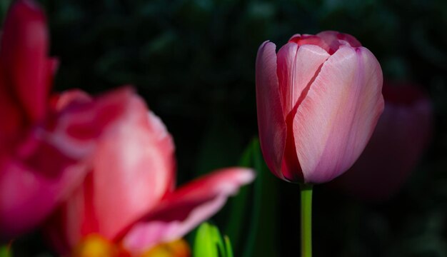 un groupe de tulipes avec le mot tulipes dessus