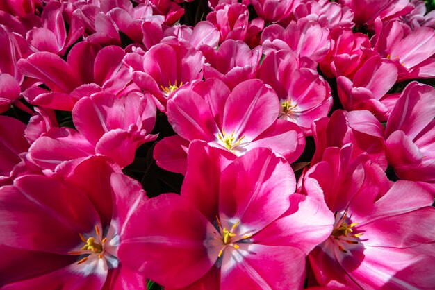 Groupe de tulipes roses contre le ciel. Paysage de printemps.