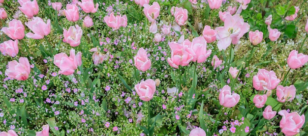 Groupe de tulipes roses dans la route secondaire à la Nouvelle-Zélande.