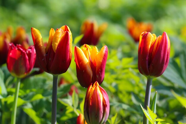 groupe de tulipes rouges et jaunes dans le parc en paysage printanier rétroéclairé