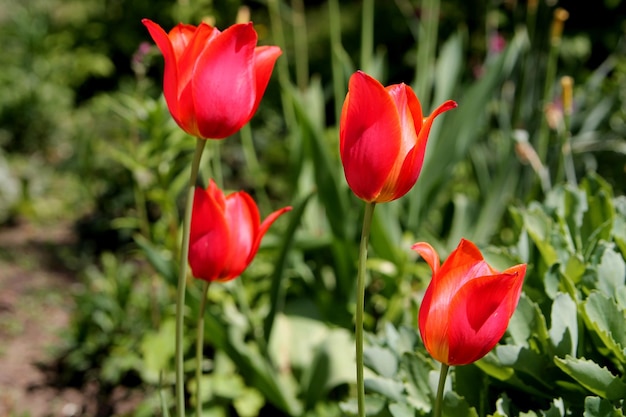 Un groupe de tulipes rouges sont dans un jardin.