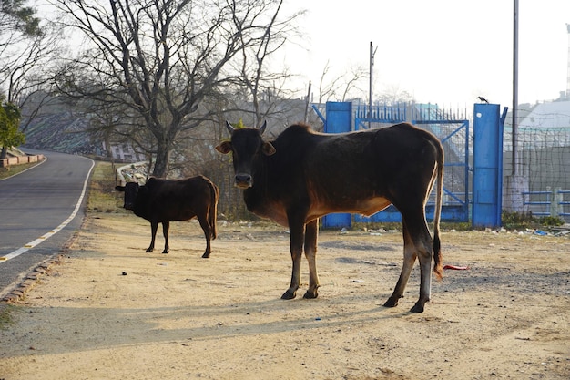 Groupe de vache indienne avec l'image de sa mère