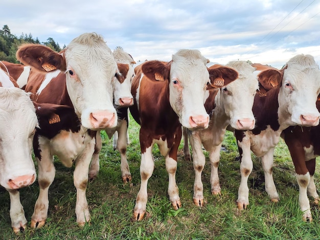 Groupe de vaches blanches et brunes dans le domaine