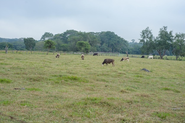 Groupe de vaches broutant dans une zone clôturée